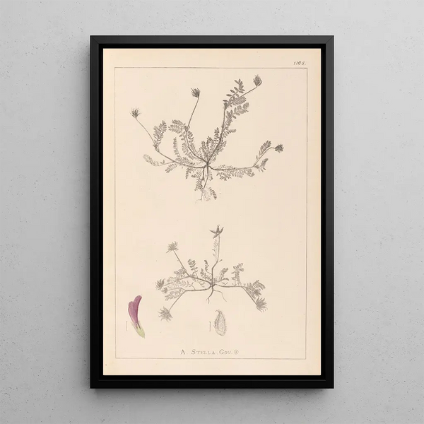 Louis Antoine Cusin - Herbier de la flore franaise Pl0399.webp