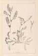 Herbier de la flore française Pl0400 - Louis Antoine Cusin — weergave van het kunstwerk