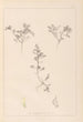 Herbier de la flore française Pl0401 - Louis Antoine Cusin — weergave van het kunstwerk
