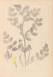 Herbier de la flore française Pl0404 - Louis Antoine Cusin — weergave van het kunstwerk