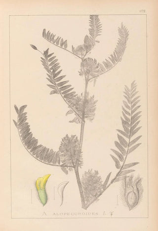 Louis Antoine Cusin - Herbier de la flore franaise Pl0406.webp