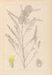 Herbier de la flore française Pl0407 - Louis Antoine Cusin — weergave van het kunstwerk