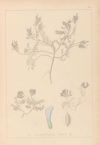 Louis Antoine Cusin - Herbier de la flore franaise Pl0409.webp