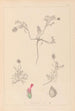 Herbier de la flore française Pl0410 - Louis Antoine Cusin — weergave van het kunstwerk