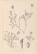 Herbier de la flore française Pl0411 - Louis Antoine Cusin — weergave van het kunstwerk