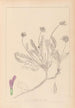 Herbier de la flore française Pl0412 - Louis Antoine Cusin — weergave van het kunstwerk