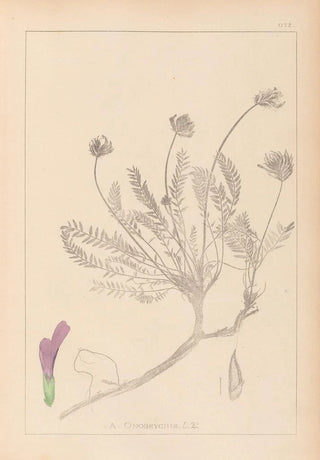 Louis Antoine Cusin - Herbier de la flore franaise Pl0412.webp