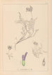 Herbier de la flore française Pl0413 - Louis Antoine Cusin — weergave van het kunstwerk