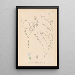 Louis Antoine Cusin - Herbier de la flore franaise Pl0414.webp