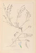 Herbier de la flore française Pl0415 - Louis Antoine Cusin — weergave van het kunstwerk