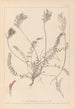 Herbier de la flore française Pl0416 - Louis Antoine Cusin — weergave van het kunstwerk
