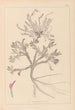 Herbier de la flore française Pl0417 - Louis Antoine Cusin — weergave van het kunstwerk