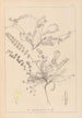 Herbier de la flore française Pl0418 - Louis Antoine Cusin — weergave van het kunstwerk