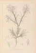 Herbier de la flore française Pl0419 - Louis Antoine Cusin — weergave van het kunstwerk