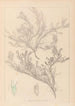 Herbier de la flore française Pl0421 - Louis Antoine Cusin — weergave van het kunstwerk