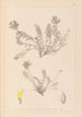 Herbier de la flore française Pl0422 - Louis Antoine Cusin — weergave van het kunstwerk
