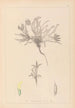 Herbier de la flore française Pl0423 - Louis Antoine Cusin — weergave van het kunstwerk