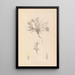 Herbier de la flore française Pl0423 - Louis Antoine Cusin — ingelijst kunstwerk aan de muur