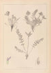 Herbier de la flore française Pl0424 - Louis Antoine Cusin — weergave van het kunstwerk
