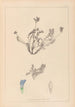 Herbier de la flore française Pl0425 - Louis Antoine Cusin — weergave van het kunstwerk