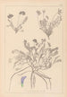 Herbier de la flore française Pl0426 - Louis Antoine Cusin — weergave van het kunstwerk