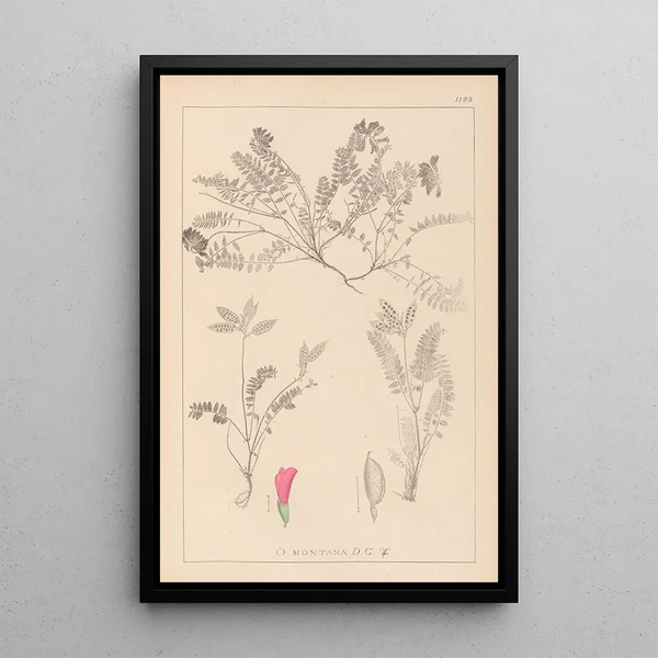 Louis Antoine Cusin - Herbier de la flore franaise Pl0427.webp