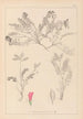 Herbier de la flore française Pl0427 - Louis Antoine Cusin — weergave van het kunstwerk