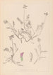 Herbier de la flore française Pl0429 - Louis Antoine Cusin — weergave van het kunstwerk