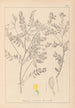 Herbier de la flore française Pl0430 - Louis Antoine Cusin — weergave van het kunstwerk