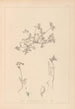 Herbier de la flore française Pl0433 - Louis Antoine Cusin — weergave van het kunstwerk
