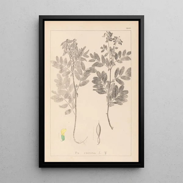 Louis Antoine Cusin - Herbier de la flore franaise Pl0434.webp