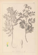 Herbier de la flore française Pl0434 - Louis Antoine Cusin — weergave van het kunstwerk