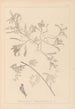 Herbier de la flore française Pl0435 - Louis Antoine Cusin — weergave van het kunstwerk