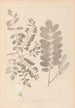 Herbier de la flore française Pl0437 - Louis Antoine Cusin — weergave van het kunstwerk