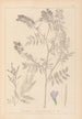 Herbier de la flore française Pl0438 - Louis Antoine Cusin — weergave van het kunstwerk