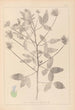 Herbier de la flore française Pl0441 - Louis Antoine Cusin — weergave van het kunstwerk