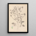 Herbier de la flore française Pl0441 - Louis Antoine Cusin — ingelijst kunstwerk aan de muur