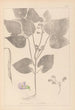 Herbier de la flore française Pl0442 - Louis Antoine Cusin — weergave van het kunstwerk
