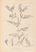 Herbier de la flore française Pl0443 - Louis Antoine Cusin — weergave van het kunstwerk