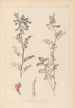 Herbier de la flore française Pl0444 - Louis Antoine Cusin — weergave van het kunstwerk