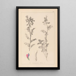 Louis Antoine Cusin - Herbier de la flore franaise Pl0444.webp