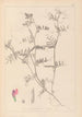 Herbier de la flore française Pl0445 - Louis Antoine Cusin — weergave van het kunstwerk