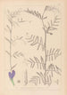 Herbier de la flore française Pl0446 - Louis Antoine Cusin — weergave van het kunstwerk