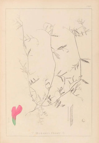 Louis Antoine Cusin - Herbier de la flore franaise Pl0448.webp