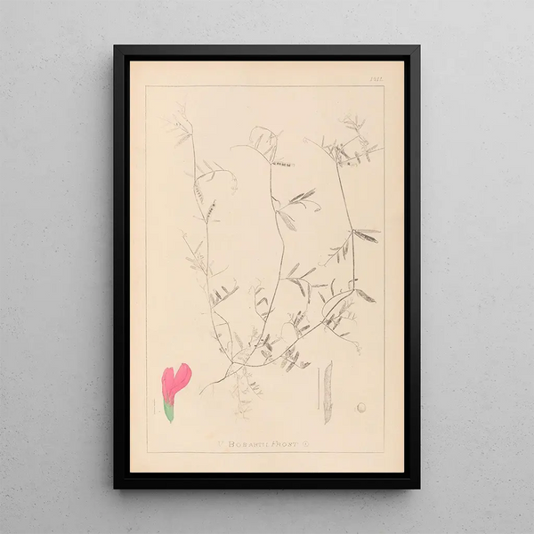 Louis Antoine Cusin - Herbier de la flore franaise Pl0448.webp