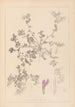 Herbier de la flore française Pl0449 - Louis Antoine Cusin — weergave van het kunstwerk