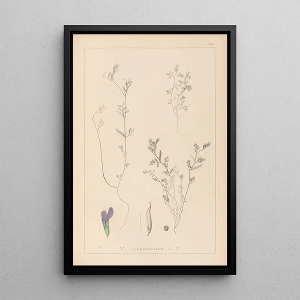 Louis Antoine Cusin - Herbier de la flore franaise Pl0450.webp