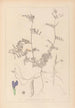 Herbier de la flore française Pl0452 - Louis Antoine Cusin — weergave van het kunstwerk