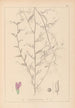 Herbier de la flore française Pl0453 - Louis Antoine Cusin — weergave van het kunstwerk