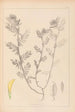 Herbier de la flore française Pl0454 - Louis Antoine Cusin — weergave van het kunstwerk